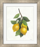 Framed 'Lemon Branch III' border=