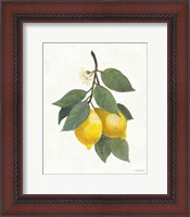 Framed Lemon Branch II