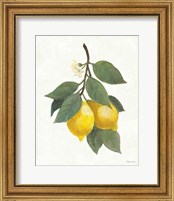 Framed 'Lemon Branch II' border=