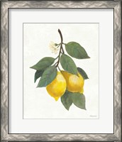 Framed 'Lemon Branch II' border=