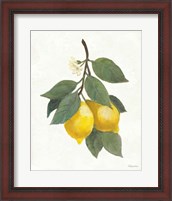 Framed Lemon Branch II