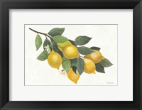 Framed Lemon Branch I