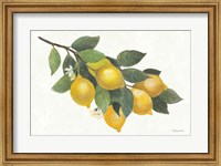 Framed Lemon Branch I