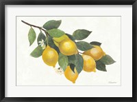 Framed Lemon Branch I