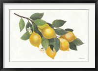 Framed Lemon Branch I