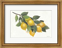 Framed Lemon Branch I