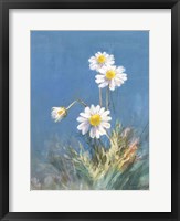 White Daisies No Butterfly Framed Print