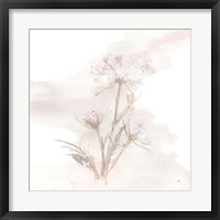 Queen Annes Lace IV Framed Print