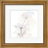 Framed 'Queen Annes Lace III' border=