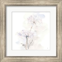 Framed Queen Annes Lace III