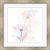 Framed Queen Annes Lace III