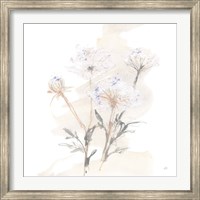 Framed Queen Annes Lace II
