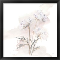 Framed 'Queen Annes Lace I' border=