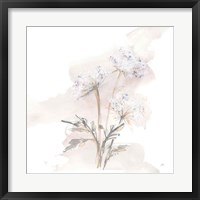 Queen Annes Lace I Framed Print