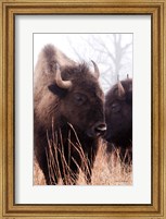 Framed American Bison VI
