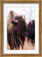 Framed American Bison VI