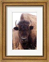 Framed American Bison IV