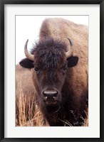 Framed American Bison IV