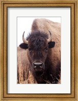 Framed American Bison IV