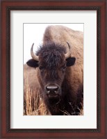 Framed American Bison IV