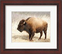 Framed American Bison III