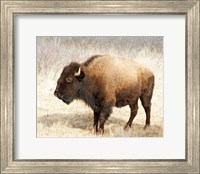 Framed American Bison III