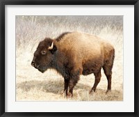 Framed American Bison III