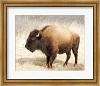 Framed American Bison III