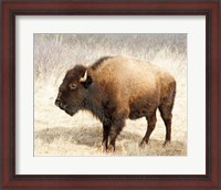 Framed American Bison III