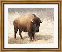 Framed American Bison II