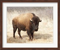 Framed American Bison II