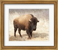 Framed American Bison II