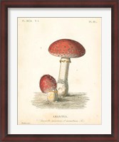Framed French Mushrooms III