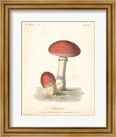 Framed French Mushrooms III