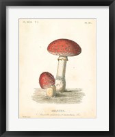 French Mushrooms III Framed Print