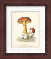 Framed French Mushrooms II