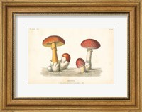 Framed French Mushrooms I