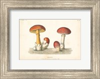 Framed French Mushrooms I