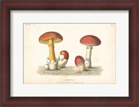 Framed French Mushrooms I