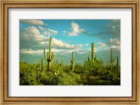 Framed Saguaros No. 2