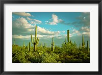 Framed Saguaros No. 2