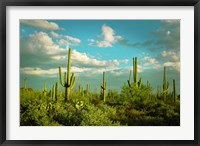 Framed Saguaros No. 2