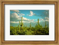 Framed Saguaros No. 2