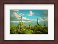 Framed Saguaros No. 2