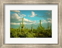 Framed Saguaros No. 2