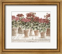 Framed 'Potted Geranium Mix III' border=