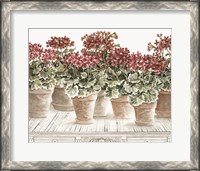 Framed Potted Geranium Mix III