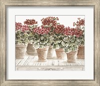 Framed Potted Geranium Mix III