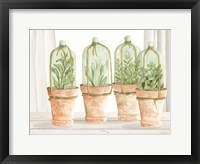 Framed Herb Collection