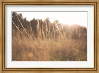 Framed Bright Sun Haze II